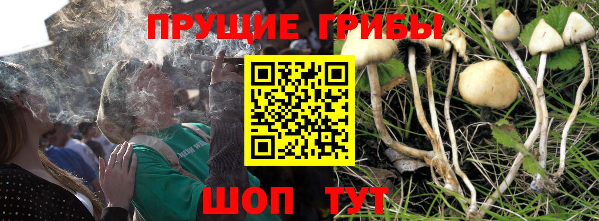 Псилоцибиновые грибы GOLDEN TEACHER Сибай